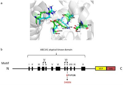 The conserved active site aspartate residue is required for the function of the chloroplast atypical kinase ABC1K1